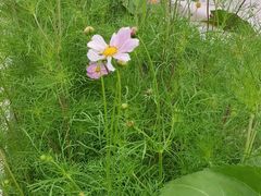 -格桑花餐厅·炭火烤羊腿(丰宁坝上草原店)