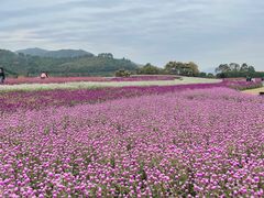 -径山花海
