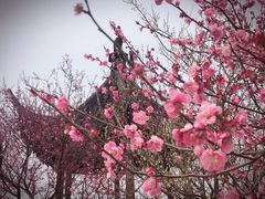 -香雪海