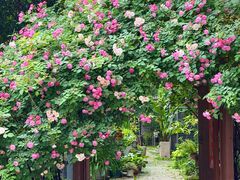 -谷咖啡·鲜花绿植花园餐厅
