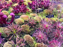 -中国科学院西双版纳热带植物园