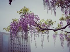 -嘉定紫藤园