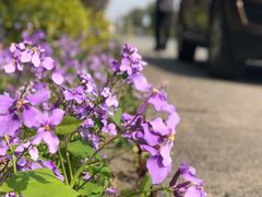 -田园东方蜜桃村的田野营地