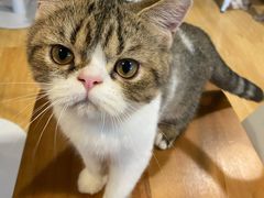 -Cappucimeow猫咪咖啡馆(韦伯时代店)