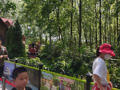 -合肥滨湖国家森林公园