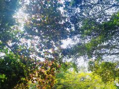 -中国科学院西双版纳热带植物园