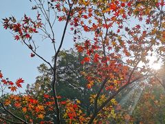 -岳麓山风景名胜区