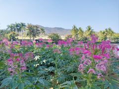 -三亚南山文化旅游区