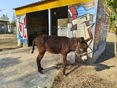 -前小桔亲子创意农场·草莓采摘·露营烧烤