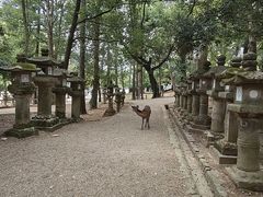 -奈良公园