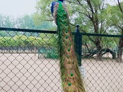 -北京麋鹿生态实验中心