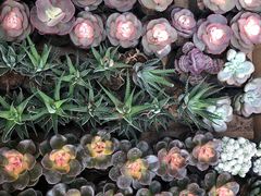 -秦美花卉(天朗·莱茵小城2期店)