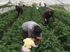 -小鱼草莓采摘园农家乐·小鱼餐厅