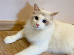 -酷豆宠物咖啡·宠物美食·撸猫馆