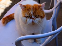 -喵屿·大理花园猫咖