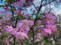 -顾村公园