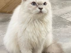 -楼上猫咖(罗湖店)