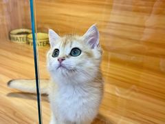 -猫十亿·布偶金渐层·曼基康矮脚猫舍(青年路店)