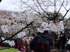 -武汉大学-樱园