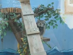 -青藏高原野生动物园