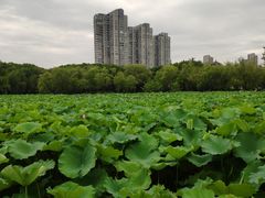-高子水居