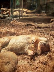 -Zoolung Zoolung动物主题公园(海信广场店)