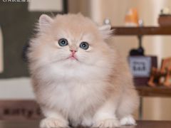-小猫来了·猫舍(红山六九七九店)