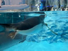 -帝企鹅自助餐厅•儿童岛•真企鹅(长隆企鹅酒店)