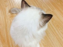 -猫和宫(六道口店)