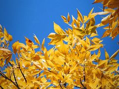 -三里屯东五街银杏大道