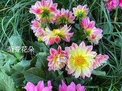 -杭州植物园
