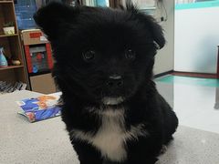 -安安宠医·臻爱宠物医院·宠保定点(营门口路分院)