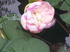 -陈家山荷花公园