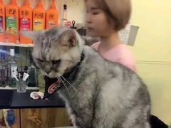 -猫色咖啡·猫咖