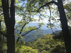 -王顺山国家森林公园