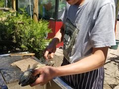 -北京龙庆四季香农家饭庄·灶台鱼·碳烤虹鳟鱼(龙庆峡店)