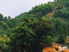 -杨家堂村