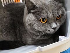 -芭比堂动物医院·犬猫全科·异宠专科(雁塔分院)