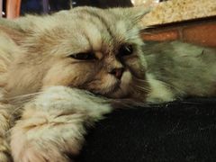 -more than meow吴止猫主题餐厅(承德 中船汇店)