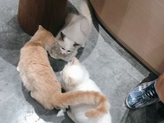 -瞄一喵猫咖(格力海岸店)