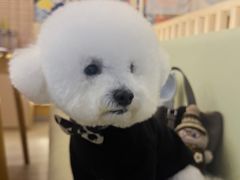 -樱の千渡日式料理·铁板烧•烧鸟(金盛田广场店)