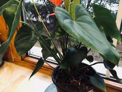 景观位-天正河鲀·河豚亭(大连店)