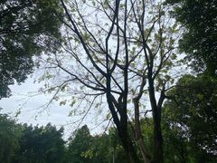 -重庆中央公园(渝北区)