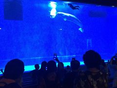 -芜湖新华联大白鲸海洋公园