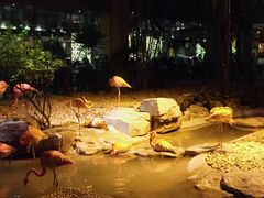 -麒麟中餐厅·经典粤菜·地道菜式老字号(广州长隆酒店)