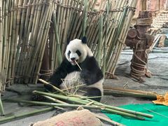 -泉州海丝野生动物世界