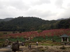 -广州市石门国家森林公园