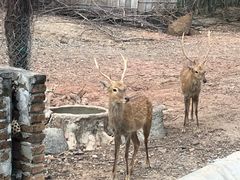 -清迈夜间动物园