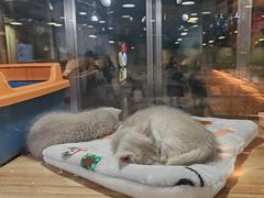 -宠物世家(仲盛世界商城店)