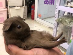 -钓仓鼠(洋桥北里小区店)